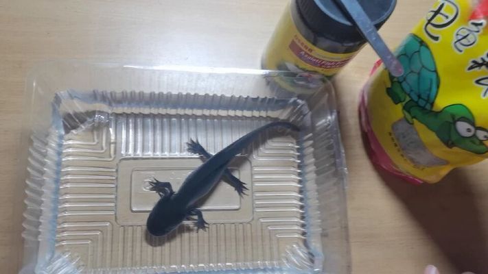 六角恐龍魚喂養視頻：六角恐龍魚喂養的視頻教程和注意事項和注意事項