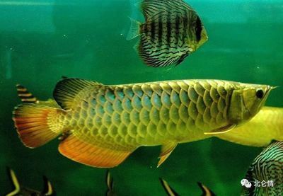 金龍魚20公分到30公分要多久才能長大（金龍魚從20公分到30公分需要多長時間？）