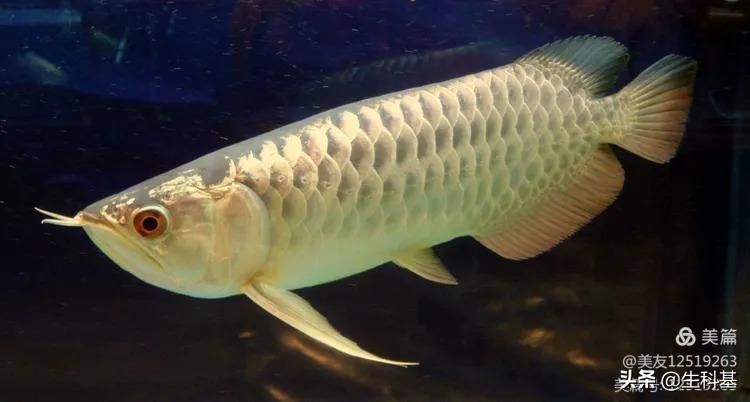 金龍魚20公分到30公分要多久才能長大（金龍魚從20公分到30公分需要多長時間？）