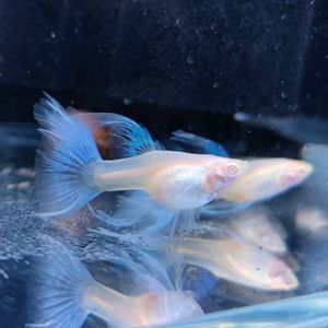 藍龍魚好養嗎：藍龍魚好養嗎，