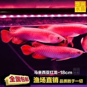 龍魚價格排名前十（觀賞魚中的珍貴品種龍魚價格排名前十名的龍魚品種）