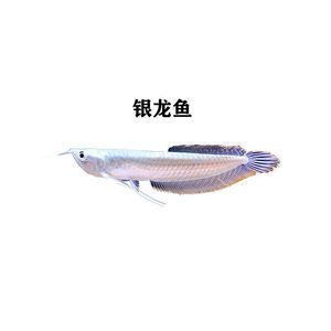 七彩龍魚和銀龍魚哪個好（七彩龍魚和銀龍魚各有其獨特的魅力和特點）
