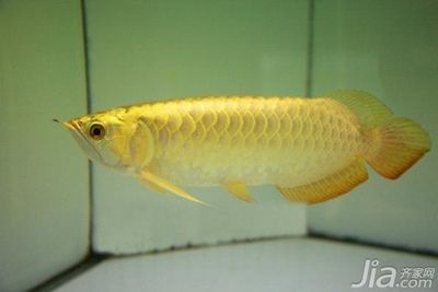 金龍魚如何喂食長的快【金龍魚的喂食技巧】