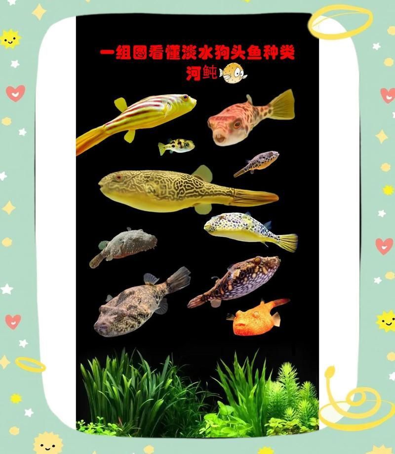 奈及利亞紅圓點狗頭和紅圓點哪個更受歡迎