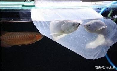 龍魚換缸后趴缸：龍魚換缸后出現趴缸現象可能與環境變化和水質問題有關