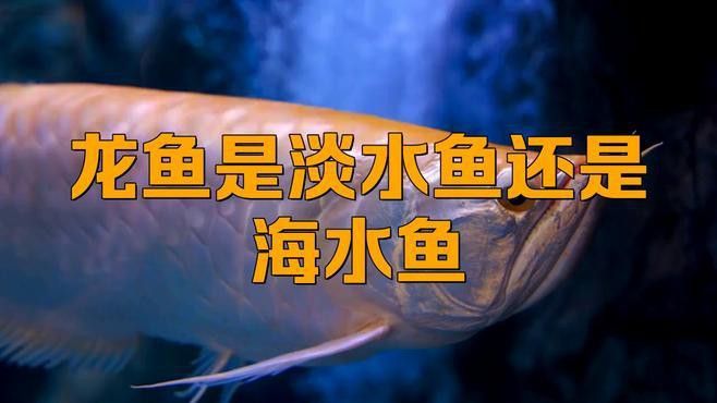 潮汕人說的龍魚是什么魚類呢
