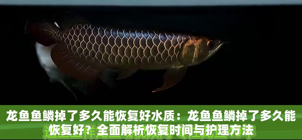 龍魚魚鱗掉了多久能恢復好水質：龍魚魚鱗掉了多久能恢復好？全面解析恢復時間與護理方法