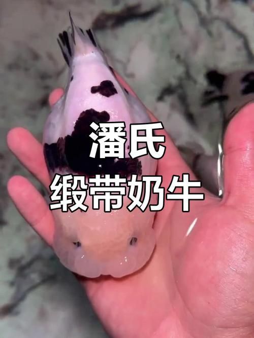 奶牛錦鯉圖片
