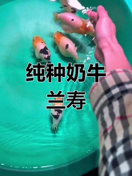 奶牛錦鯉圖片