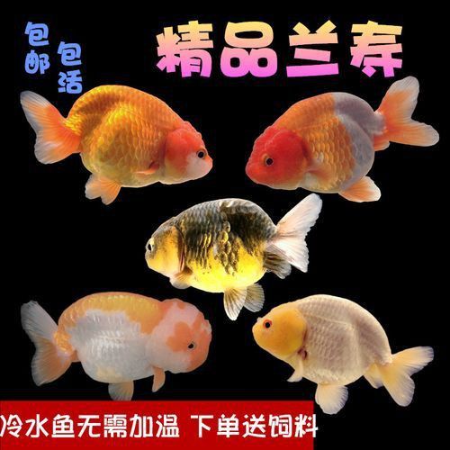 奶牛錦鯉圖片