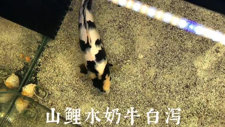 奶牛錦鯉圖片