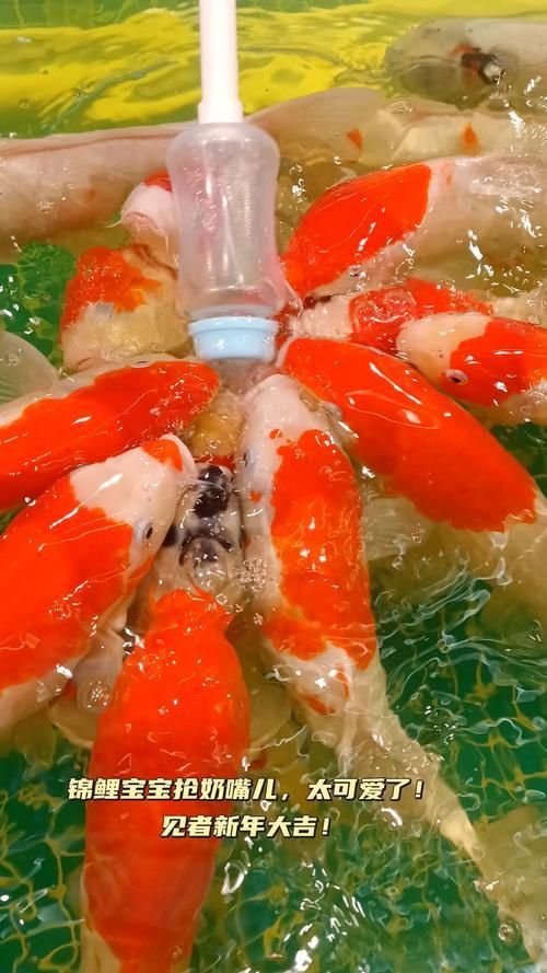 奶牛錦鯉圖片