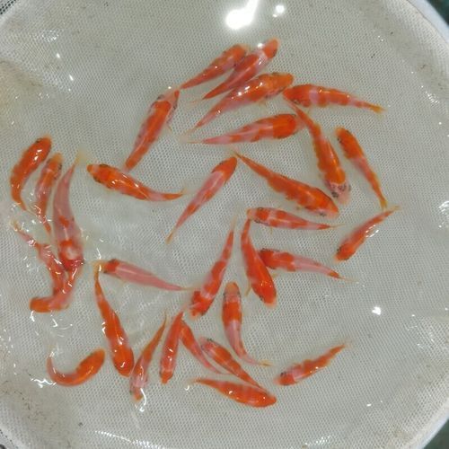奶牛錦鯉圖片