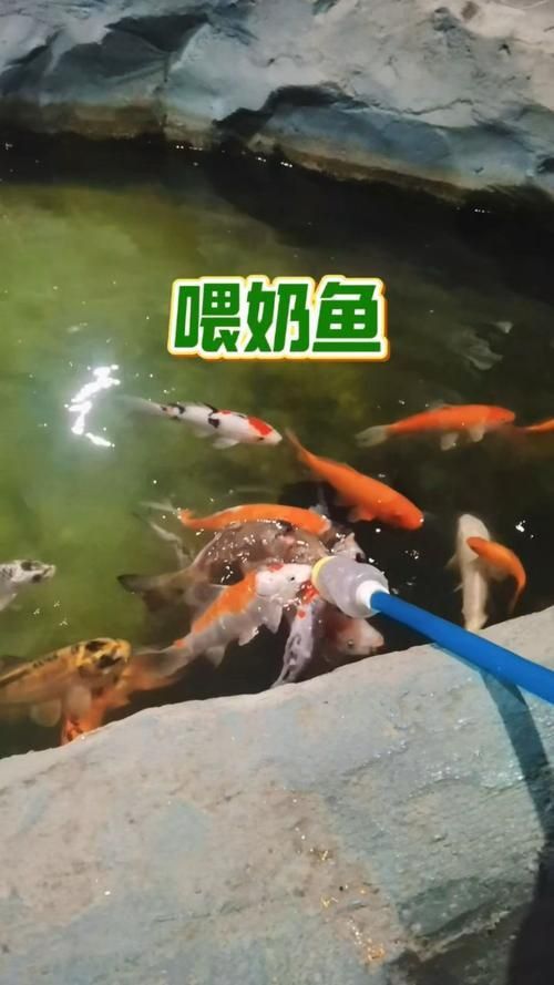奶牛錦鯉圖片