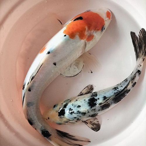 奶牛錦鯉圖片