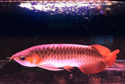 龍魚的美麗，龍魚是一種極具魅力的魚類，它的美麗令人贊嘆不已：神秘水族明星龍魚為何令人著迷