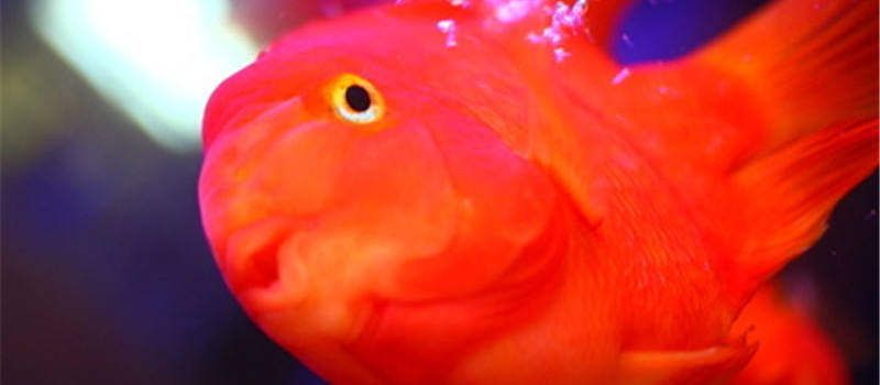 水族箱照明對魚類的影響：水族箱照明對藻類生長的影響
