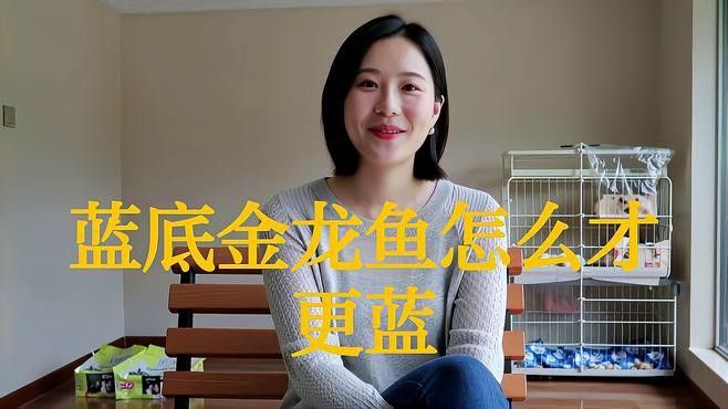 如何飼養(yǎng)金龍魚以保持其藍色？