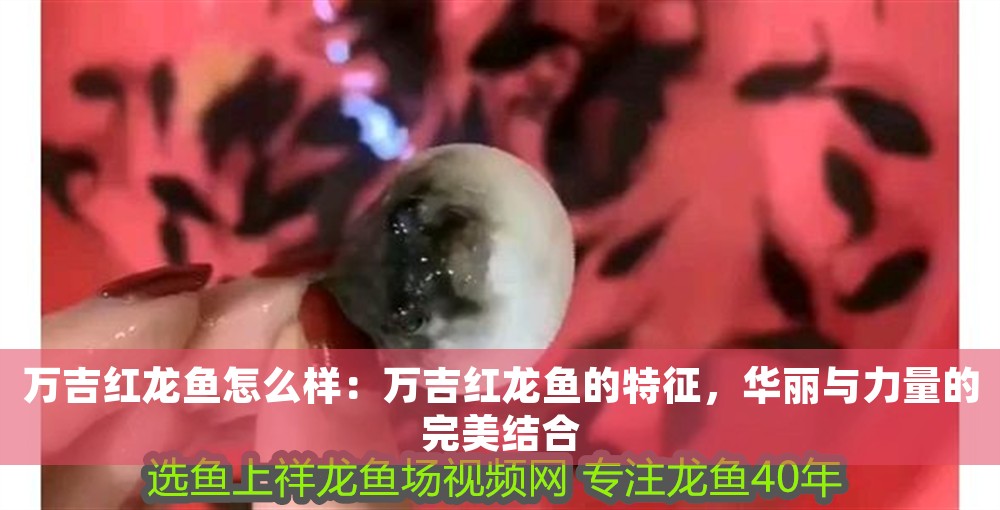 萬吉紅龍魚怎么樣：萬吉紅龍魚的特征，華麗與力量的完美結合