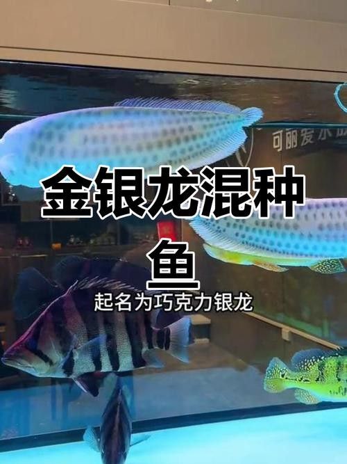 銀龍魚跟金龍魚哪個貴一些