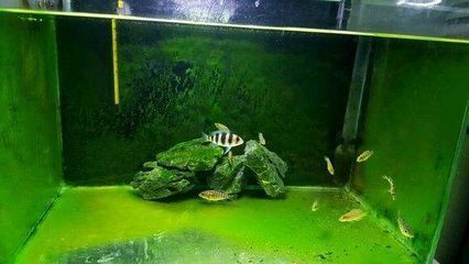 龍魚喂什么食物比較低膽固醇高呢：蟋蟀喂養對龍魚有何影響，蟋蟀喂養對龍魚體色的作用