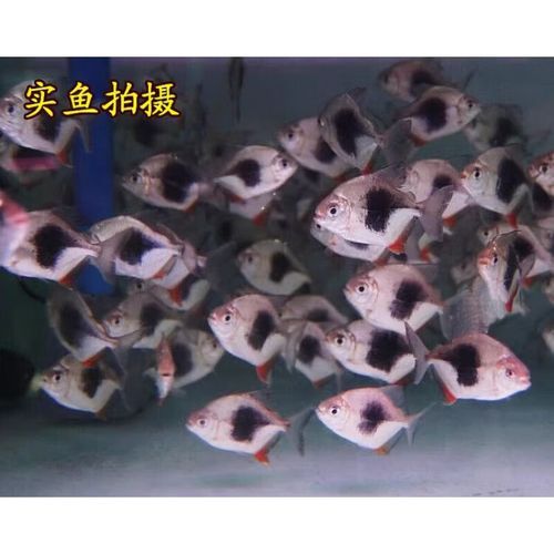 紅龍魚配魚應該如何選擇？