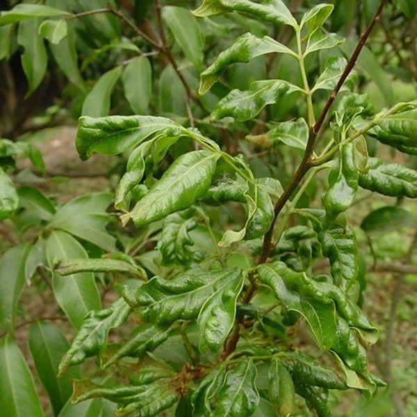 龍眼癭螨的傳播途徑有哪些？