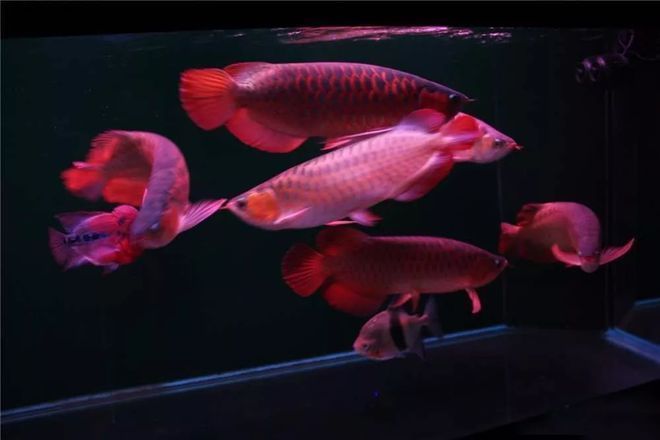 養(yǎng)龍魚水的ph值多少最好：養(yǎng)龍魚水的ph值多少最好呢？