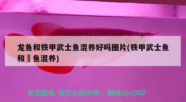 龍魚和鐵甲武士魚混養：龍魚與鐵甲武士魚混養成功案例