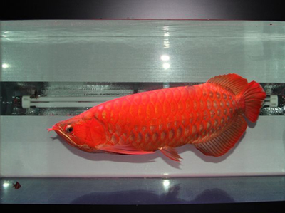 什么品種紅龍魚(yú)最貴的
