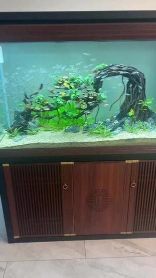 十大龍魚品牌排行榜圖片
