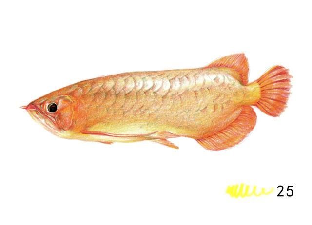 黃色的龍魚叫什么名字（黃頭龍魚品種及龍魚常見品種介紹）