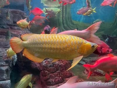 黃色的龍魚叫什么名字（黃頭龍魚品種及龍魚常見品種介紹）