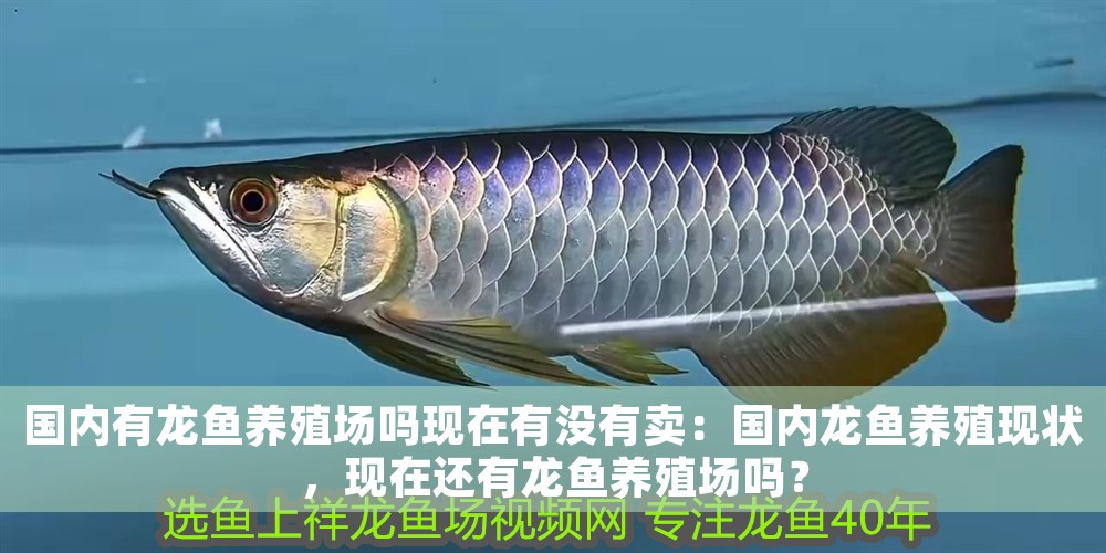 國內有龍魚養殖場嗎現在有沒有賣：國內龍魚養殖現狀，現在還有龍魚養殖場嗎？