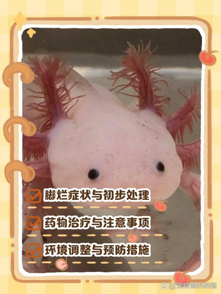 六角恐龍魚腳爛了如何消毒？