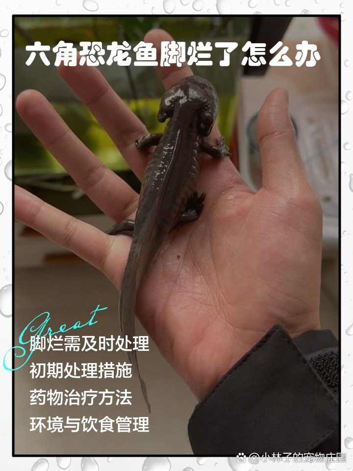 六角恐龍魚腳爛了如何消毒？