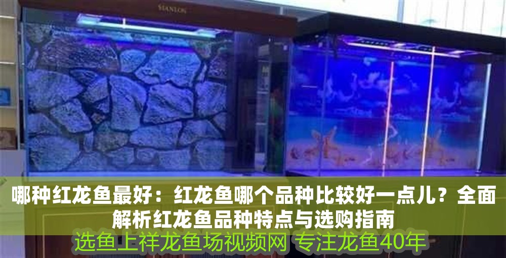 哪種紅龍魚最好：紅龍魚哪個品種比較好一點兒？全面解析紅龍魚品種特點與選購指南