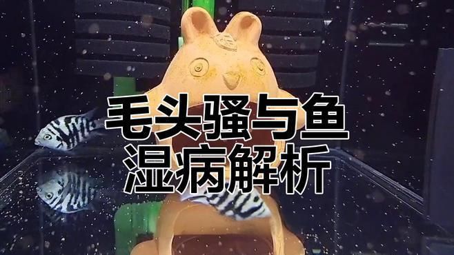 如何判斷魚是否感染了魚虱？