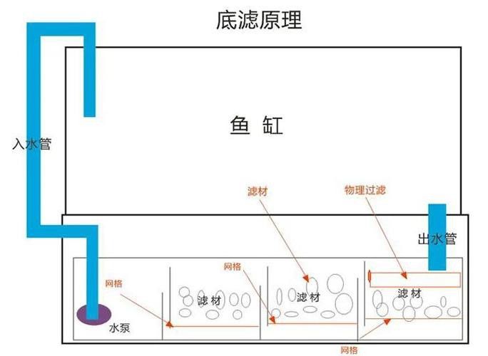 哪種過濾系統最適合曼龍魚混養？