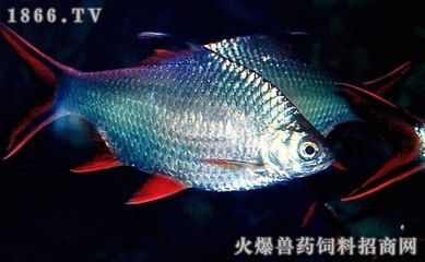 我想看金龍魚的照片：養龍魚的草金處理方法
