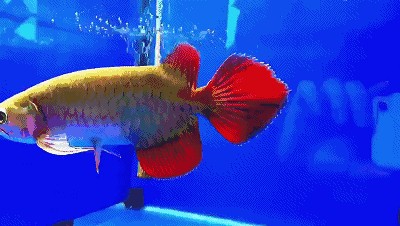 紅龍魚后三鰭怎么養(yǎng)會大（如何讓紅龍魚的后三鰭長大？）