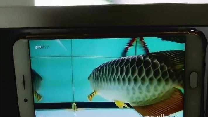 龍魚缸封缸怎么封：龍魚缸如何正確封缸