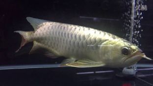 龍魚最佳飼養環境設置：關于龍魚的最佳飼養環境的介紹