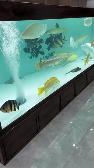 龍魚混養(yǎng)魚最佳搭配圖片欣賞