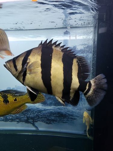 龍魚混養(yǎng)魚最佳搭配圖片欣賞