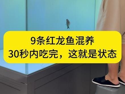 龍魚混養(yǎng)魚最佳搭配圖片欣賞