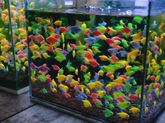 龍魚混養(yǎng)魚最佳搭配圖片欣賞