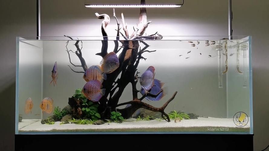 龍魚混養(yǎng)魚最佳搭配圖片欣賞