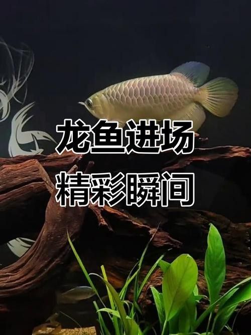龍魚混養(yǎng)魚最佳搭配圖片欣賞