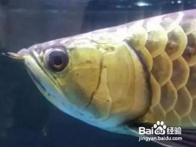 龍魚病癥與治療方法有哪些：龍魚常見疾病及其治療方法